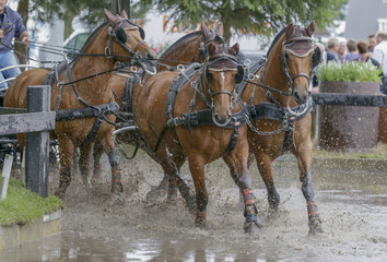 Vierspan bruine paarden galopperen door de waterhindernis