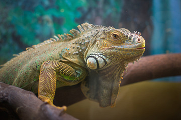 iguana and chameleon are in the aquarium