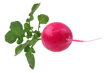 Fresh red radish isolated on white background with clipping path