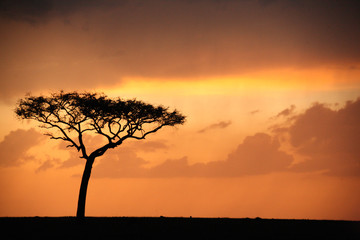 Fototapeta na wymiar Silhouette of the iconic tree in Africa while the sun sets
