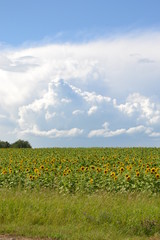 field of sunflowers near the road