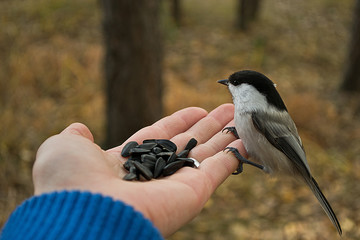 the titmouse feeds from the hand