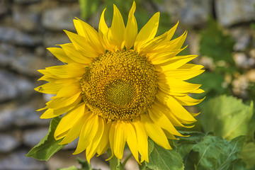 Beautiful yellow sunflower close up