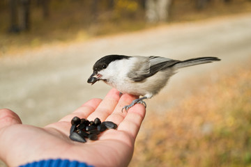 the titmouse feeds from the hand