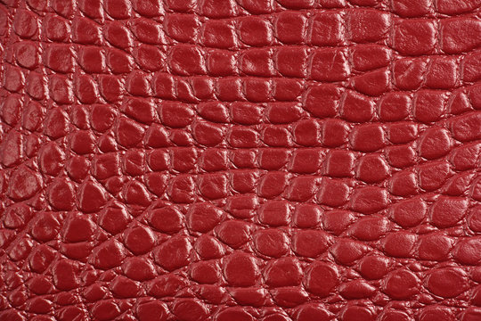 texture of red maroon genuine leather, like crocodile skin