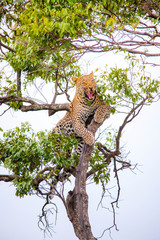 A cheetah walking and resting on a tree branch in Africa