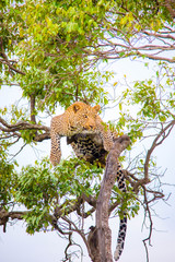 A cheetah walking and resting on a tree branch in Africa