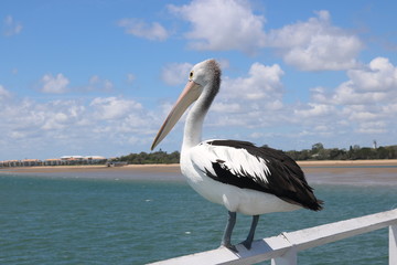 pelican
