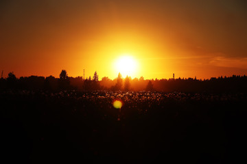 Fototapeta premium Summer evening sunset in a field. Russian landscapes. A natural phenomenon. Orange sky. Summer evening