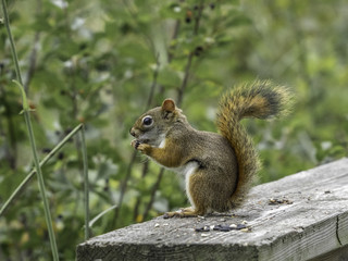Naklejka na ściany i meble Red squirrel in the woods, eating birdseed