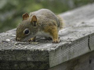Naklejka na ściany i meble Red squirrel in the woods, eating birdseed