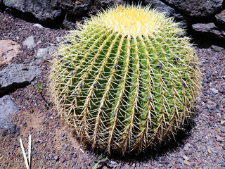 The round cactus