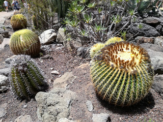 The cactus in the garden