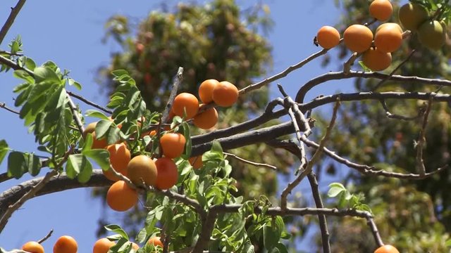 Ciruelas Amarillas