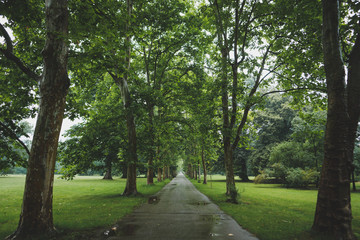 Rainy park