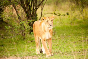 A portrait of a lioness relaxing on grass in a park in Africa