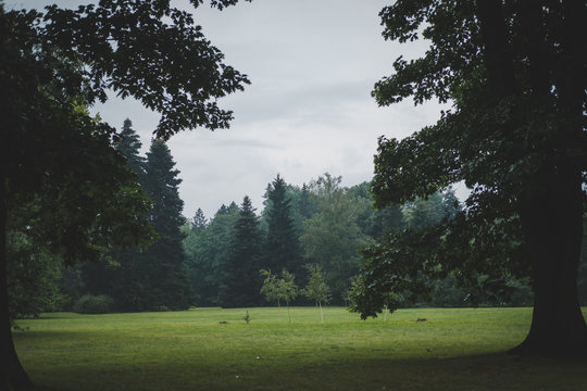 Rainy park
