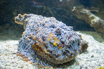 steinfisch, drachenkopf, skorpionfisch