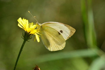 Large White Butterfly, U.K.
Summer insect.