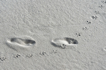 bird and human footprints on the beach