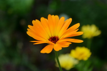 Beautiful orange flower of calendula on blurred green background