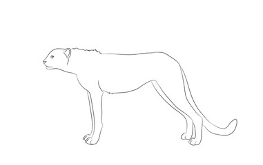 cheetah stands, drawing lines, vector