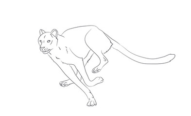 cheetah running, drawing lines, vector
