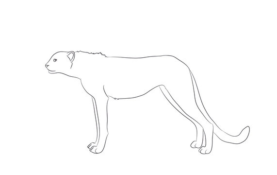 cheetah stands, drawing lines, vector