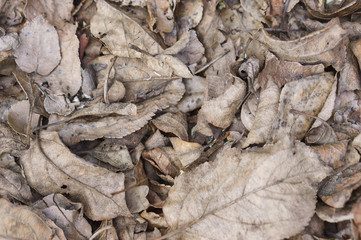 Dry leaves