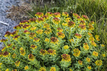 Rhodiola rosea (also known as Golden root, pink root) (lat. Rhodíola rosea) is a perennial herbaceous plant