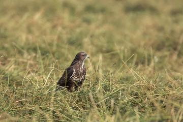 Bussard
