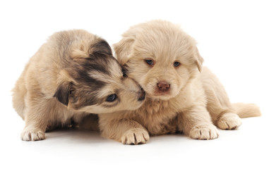 Obraz premium Two cute puppies.