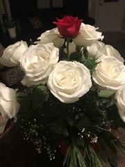 White Roses PJParks