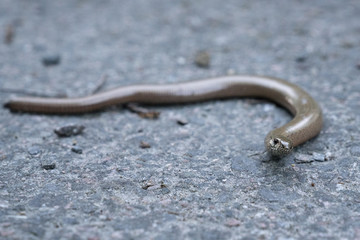 Slow worm