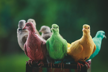 Many colorful birds. 