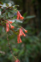 Coral Honeysuckle plant with red flowers 