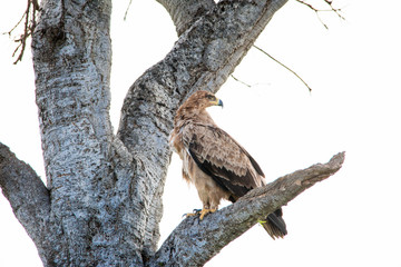 Very Fierce Looking Hawk Africa
