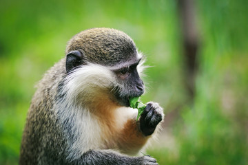 A small monkey eats a leaf in the wild. 
