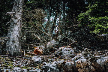 Obraz premium Virgin forest on Kefalonia island. National park with endemic pine trees