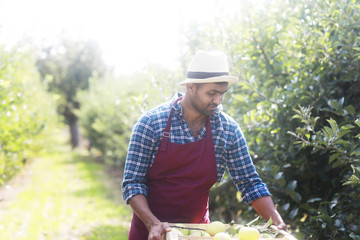 Obstbauer erntet mit Hut