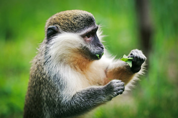 A small monkey eats a leaf in the wild. 
