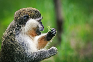 A small monkey eats a leaf in the wild. 