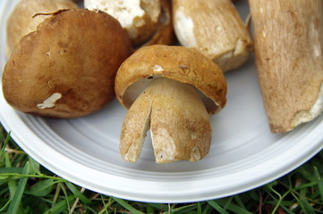 bolets