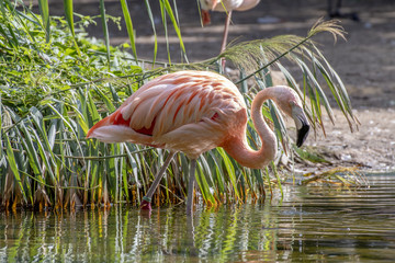 flamingo paradise