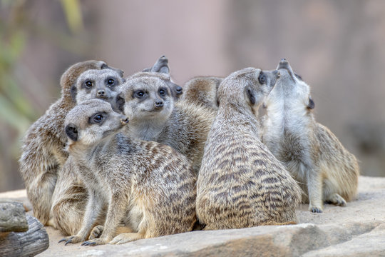 the meerkat family