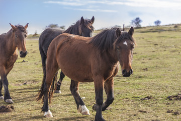 Obraz premium Wild horses