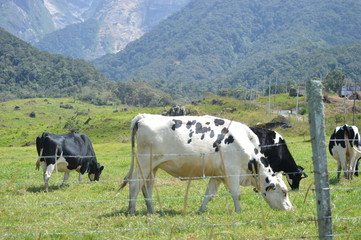 Fototapeta na wymiar Desa Dairy Farm In Kundasang Sabah Malaysia