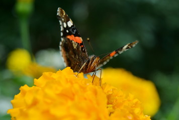 Butterfly sits on a bright orange flower on a blurred green background