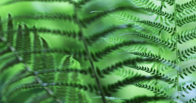 Forest green fern plants in morning sunlight. Selective focus used.