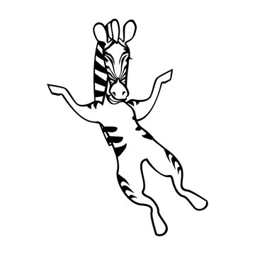 Zebra bouncing up and down on two legs. Vector, isolated, stylized image.